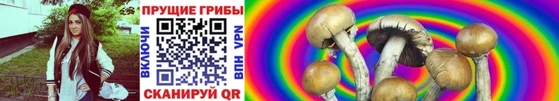 блэк спрут вход  сколько стоит  Зверево  Псилоцибиновые грибы Cubensis 